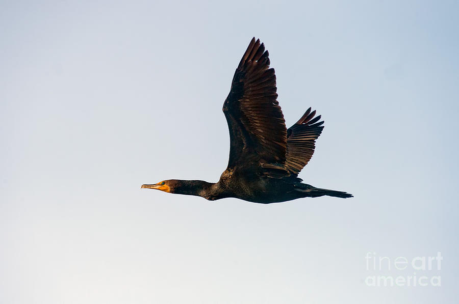 Animal Photograph - Double-crested Cormorant In Flight by Anthony Mercieca