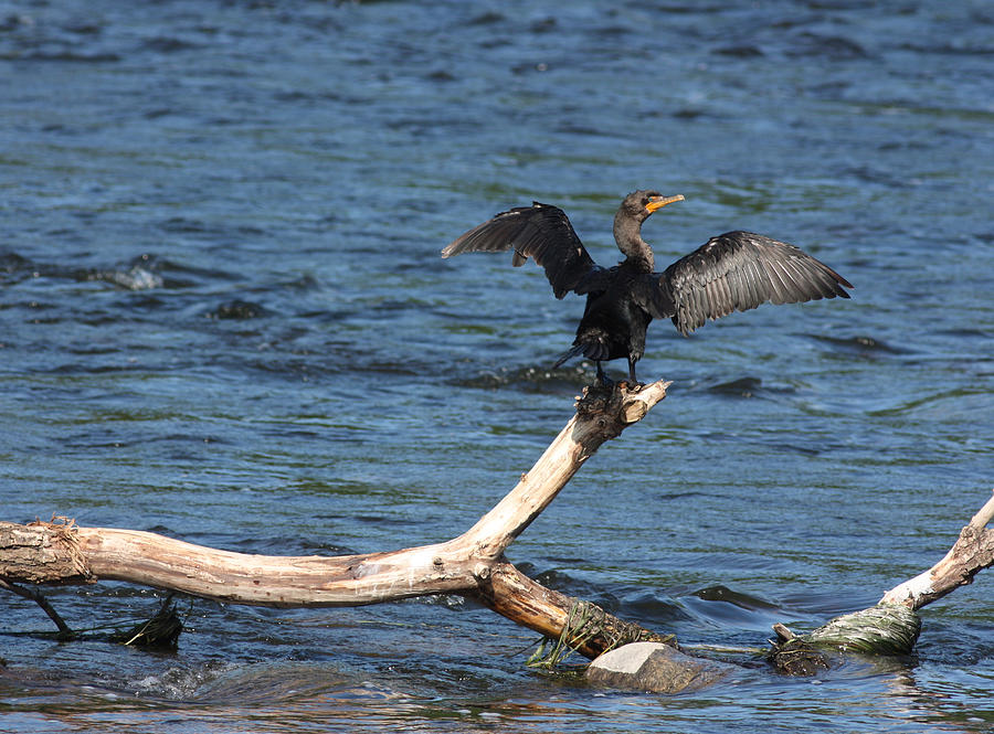Double Crested Cormorant Photograph by Jeanne White