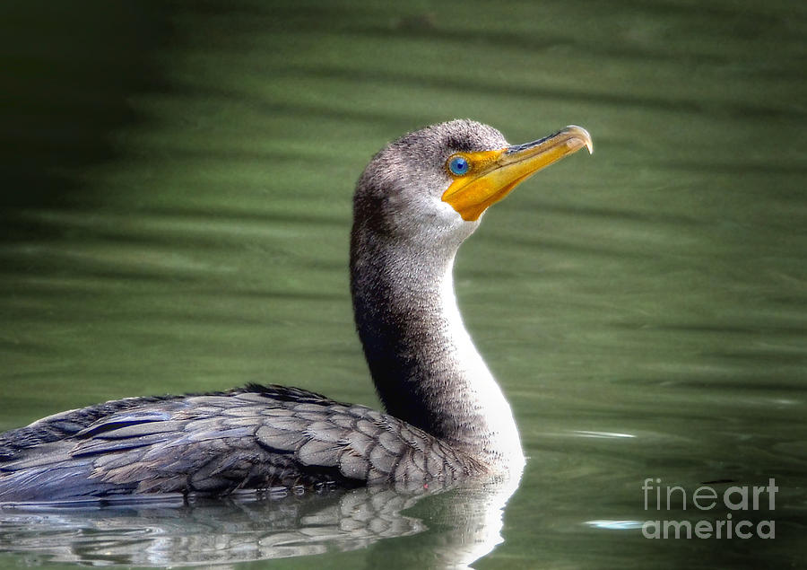 Double Crested Cormorant Photograph by Kathy Baccari