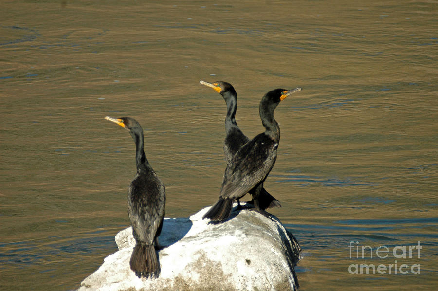 Double Crested Cormorants Photograph by NightVisions