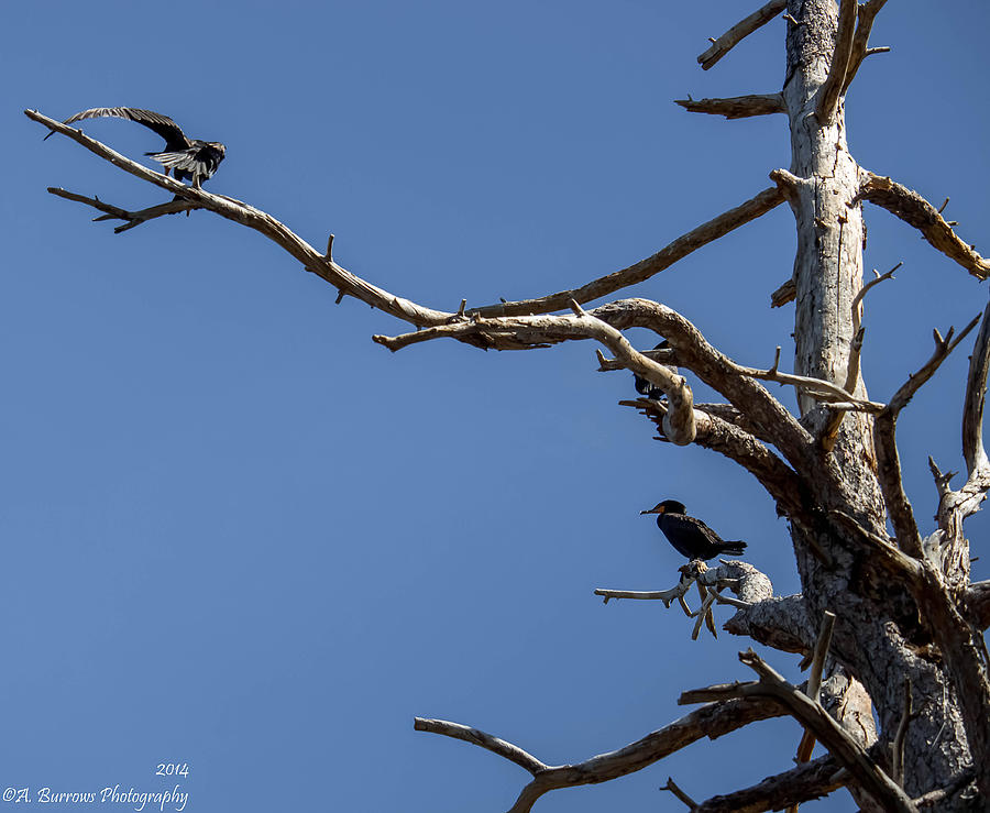 Double-Crested Cormorants on a Tree Photograph by Aaron Burrows