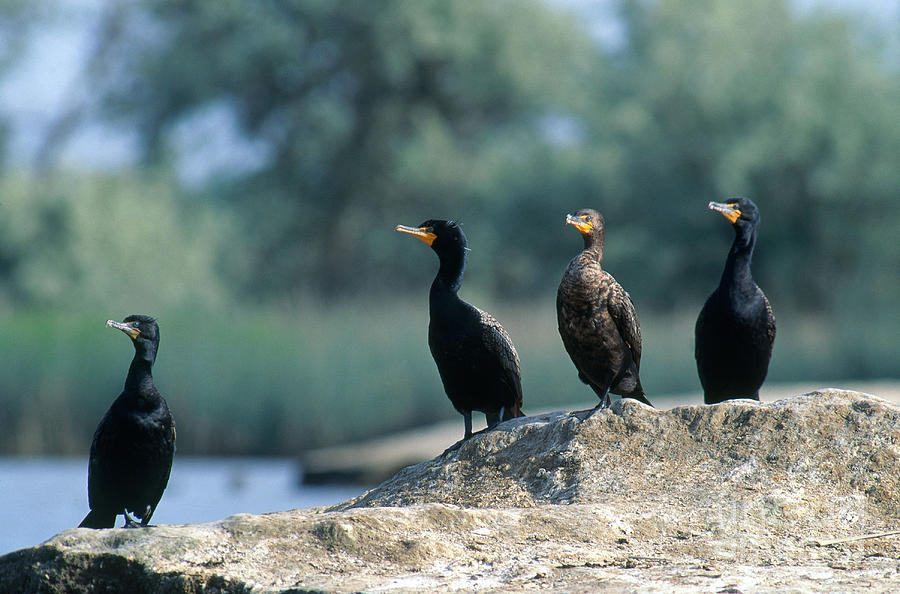 Bird Photograph - Double Crested Cormorants by William H. Mullins