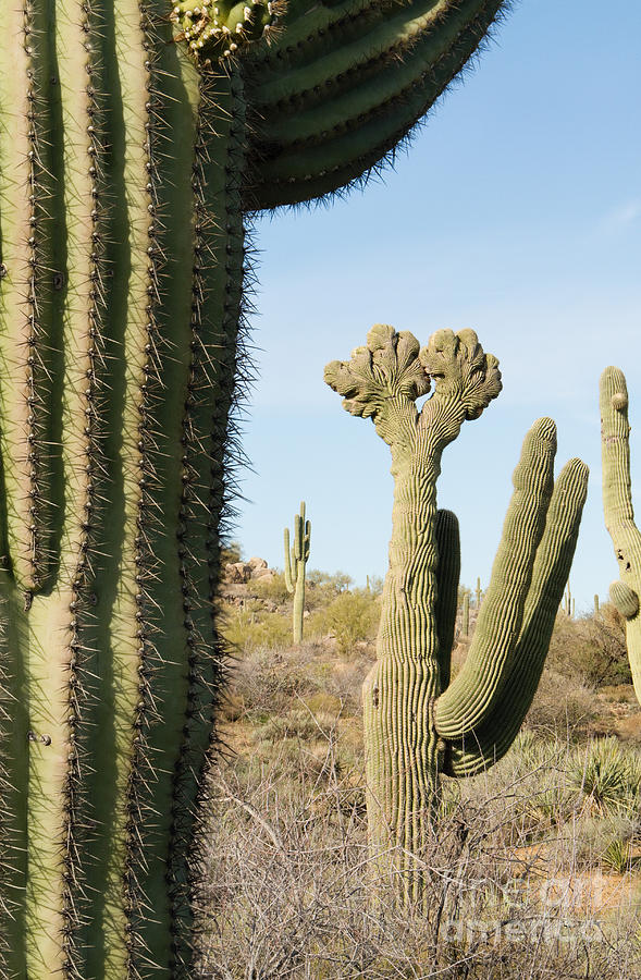 Double Crested Saguaro Photograph by Marianne Jensen