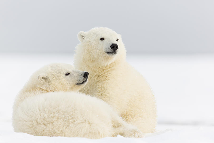 Double Cute Cubs Photograph by Tim Grams - Fine Art America