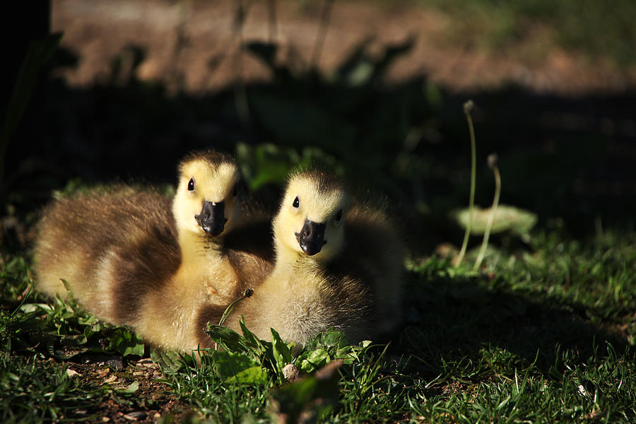 Double Cute Photograph by Karol Livote