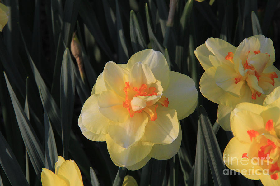 Double Daffodils Photograph by Anne Nordhaus-Bike