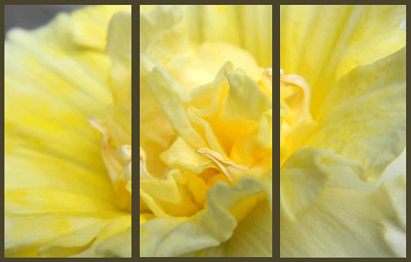 Flowers Still Life Photograph - Double Daffy Trio Sample by Nicki Bennett