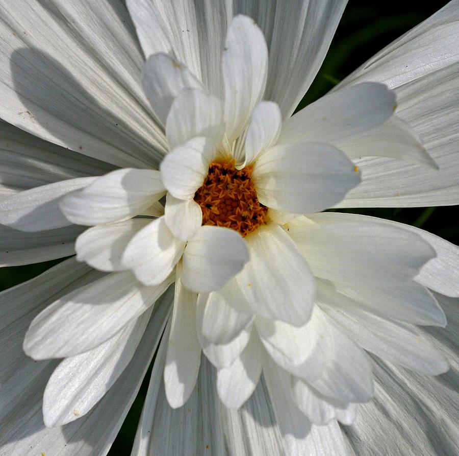 Abstract Photograph - Double Daisy by Marcia Lee Jones