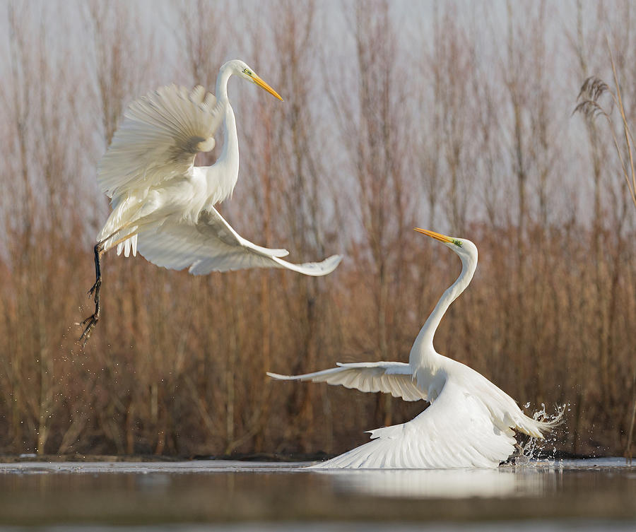 Egret Photograph - Double Dance - 2 by Cheng Chang