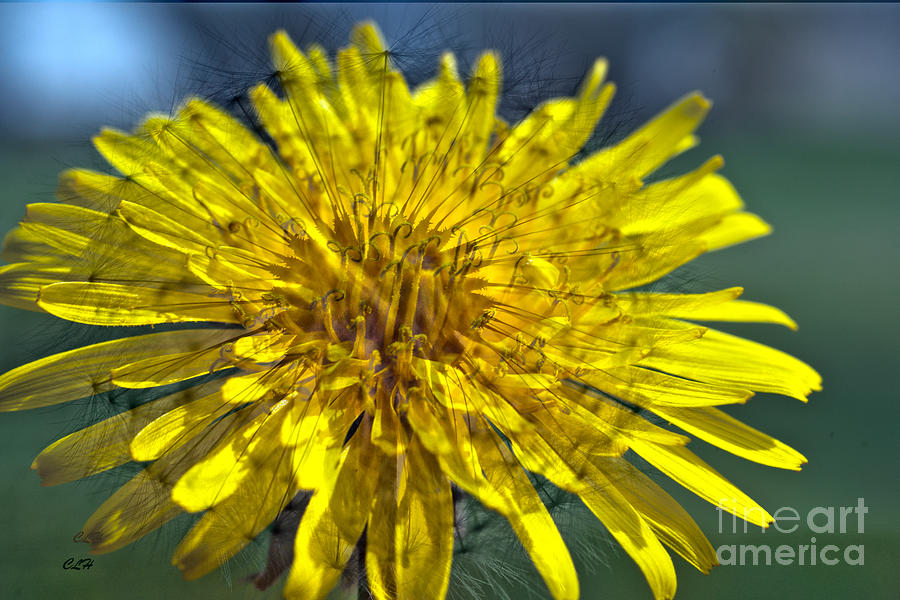 Double Dandy - Dandelion Photograph by Crystal Harman