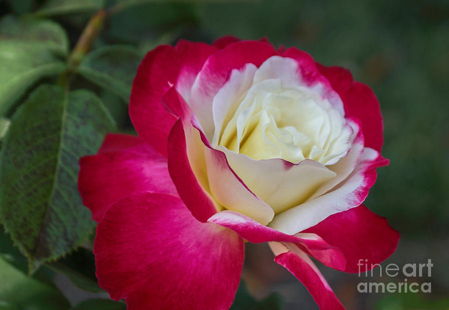 Rose Photograph - Double Delight Rose by Arlene Carmel