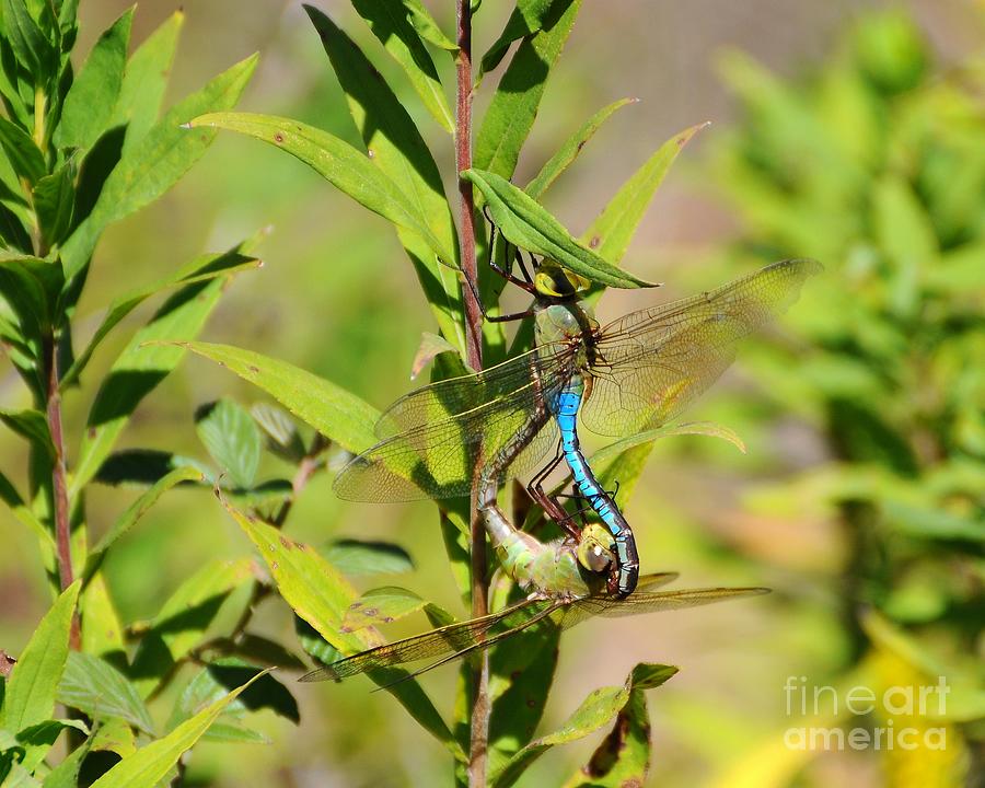 Dragonflies Mating Photograph - Double Dragon by Al Powell Photography USA