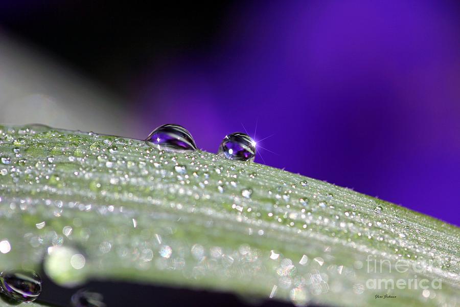 Double droplets  Photograph by Yumi Johnson