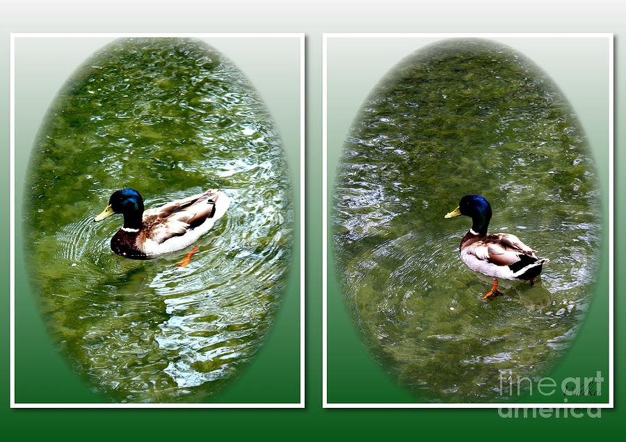 Double Duck Photograph