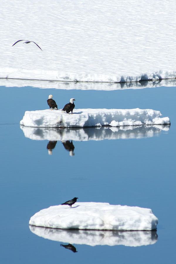 Double Eagle - Ice Birds Photograph by Jan Davies