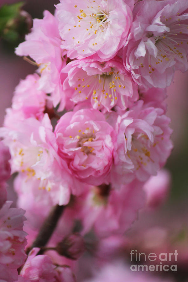 Double Flowering Plum Feature Photograph by Donna L Munro