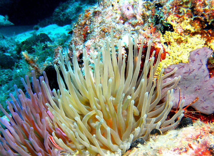 Double Giant Anemone and Arrow Crab Photograph by Amy McDaniel