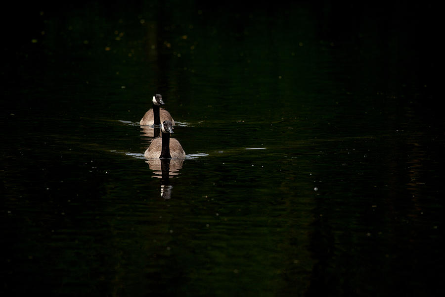 Double Goose Photograph by Karol Livote
