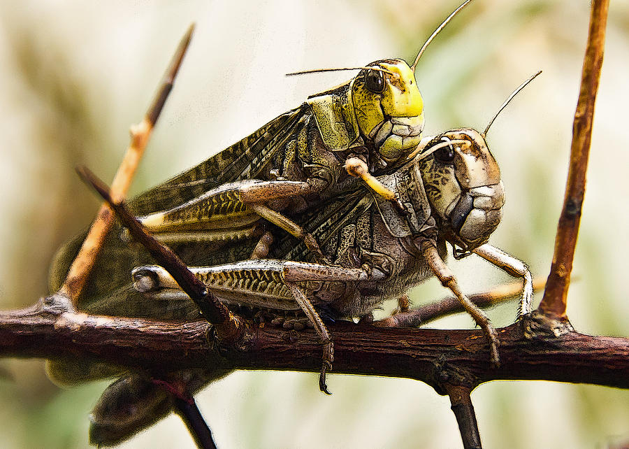 Double Grasshoppers Photograph by Christine Sponchia
