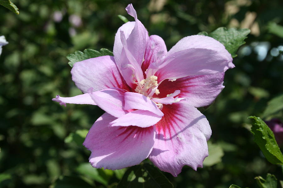 Double Headed Marsh Mallow Althaea Officinalis  Photograph by Taiche Acrylic Art