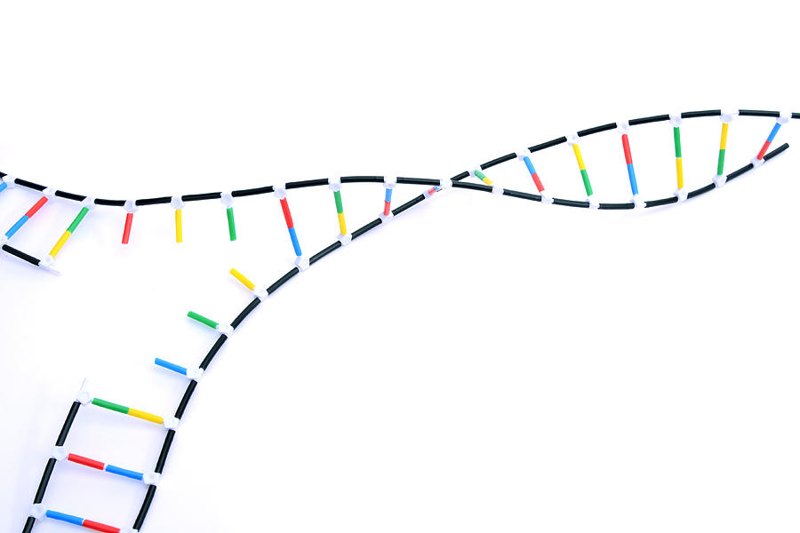 Double Helix Dna Model Photograph by Science Source