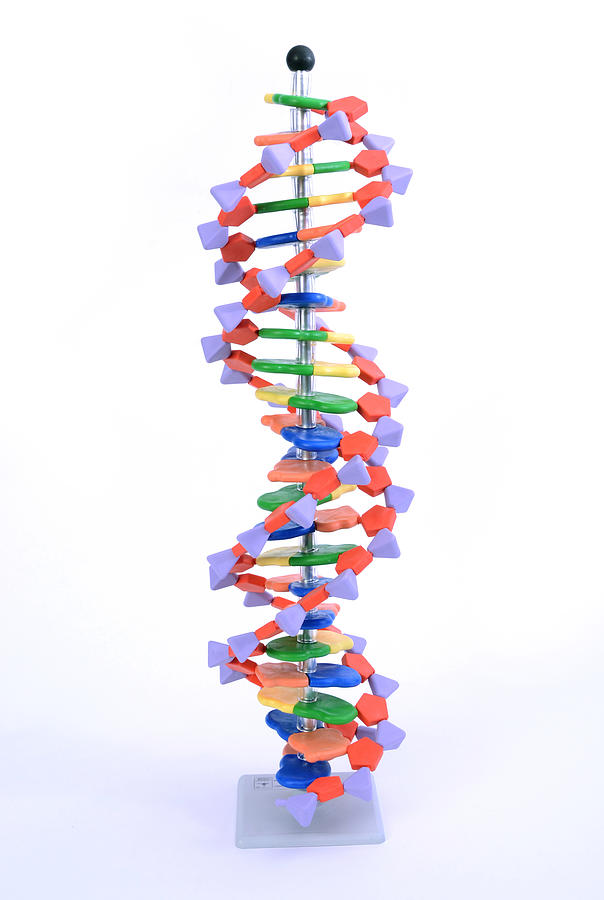 Double Helix Dna Molecular Model Photograph by Science Source