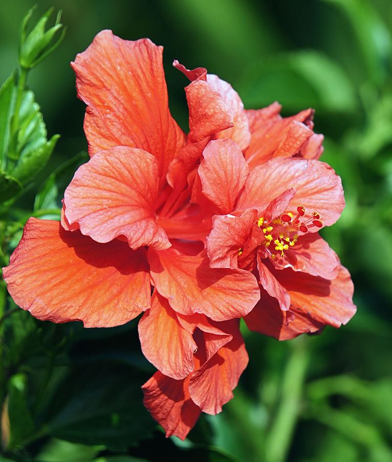 Double Hibiscus Photograph by Jenny Hudson