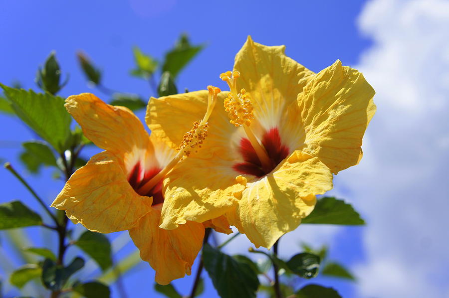 Double Hibiscus Photograph by Laurie Perry