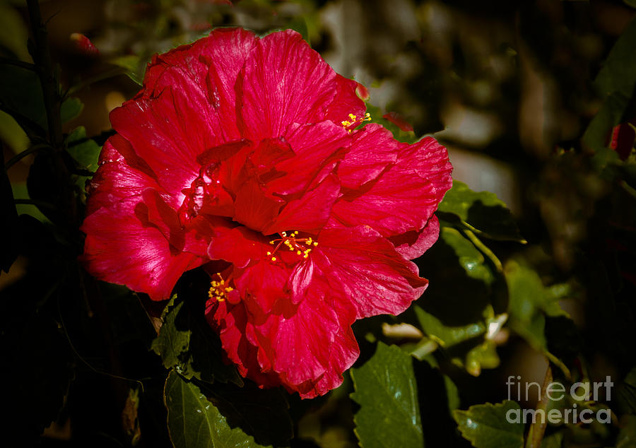 Double Hibiscus Photograph by Robert Bales