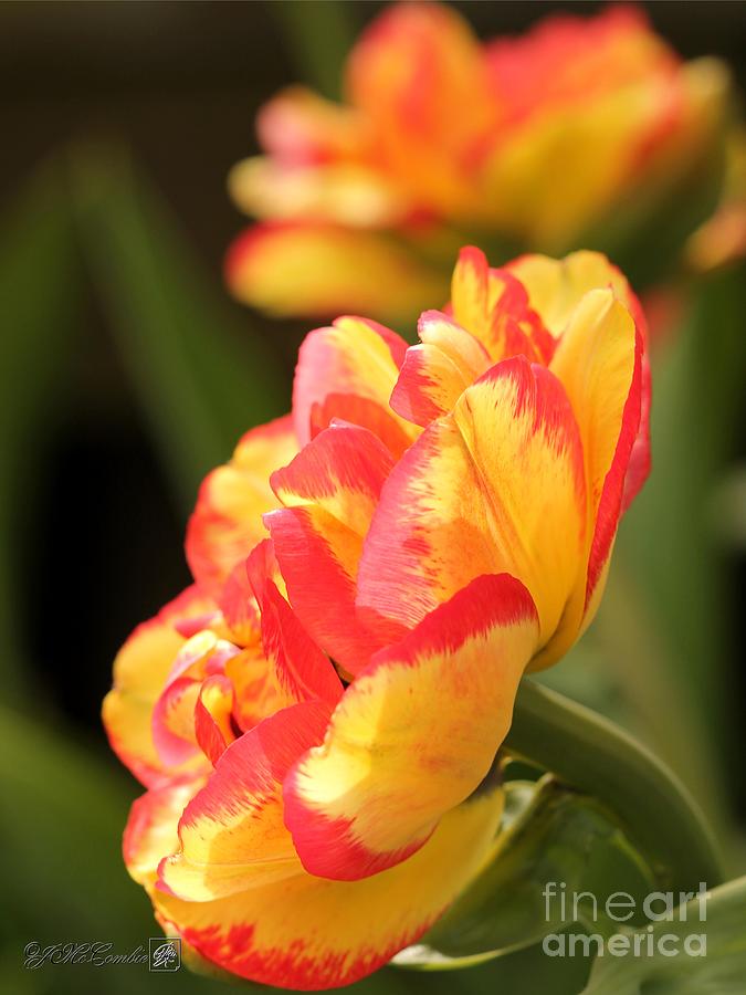 Double Late Tulip named Sundowner Photograph by J McCombie