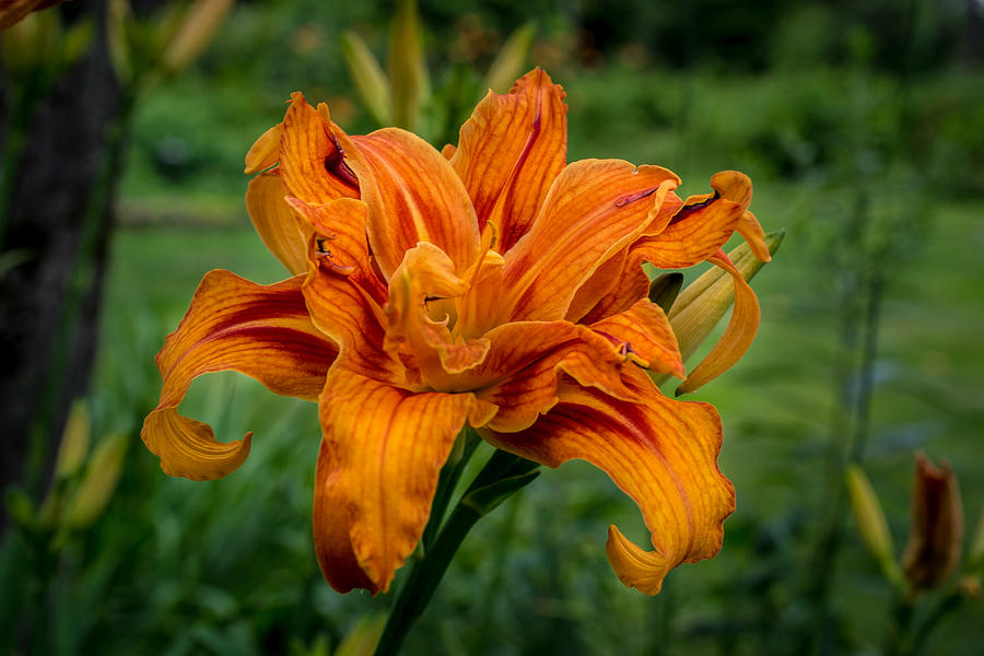 Flower Photograph - Double Lily by Anthony Thomas