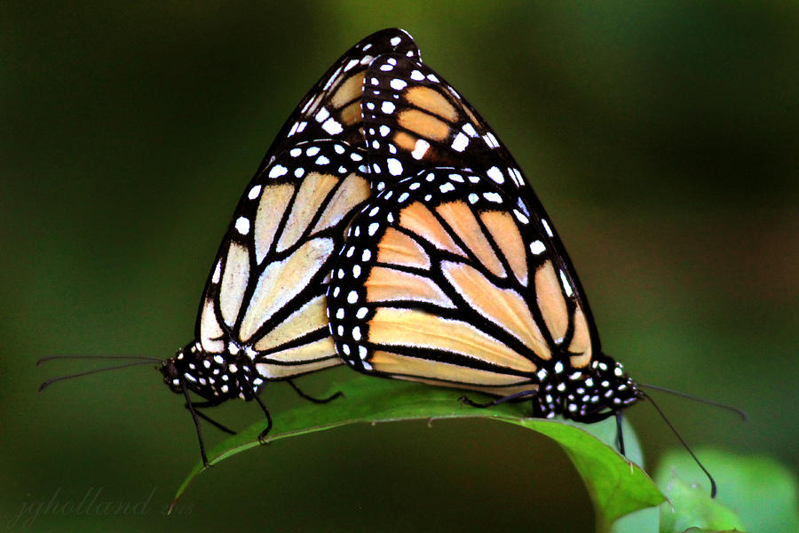 Double Monarch Photograph by Joseph G Holland