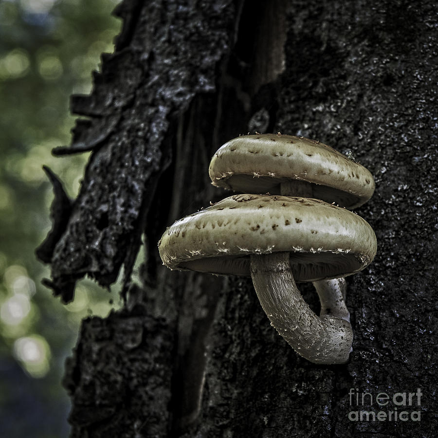 Double Mushroom Photograph by Phil Cardamone