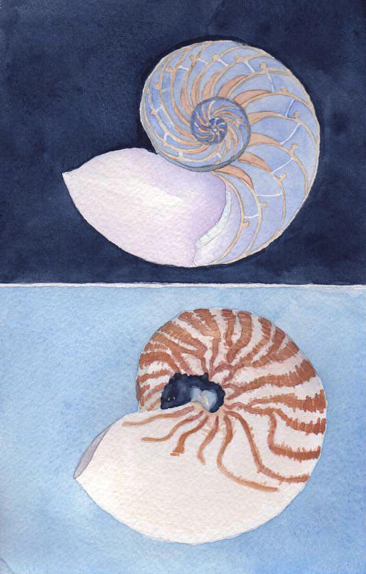 Double Nautilus Painting by Anne Marie Brown