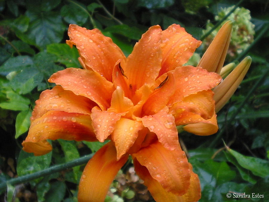 Flowers Still Life Photograph - Double Orange Daylily by Sandra Estes