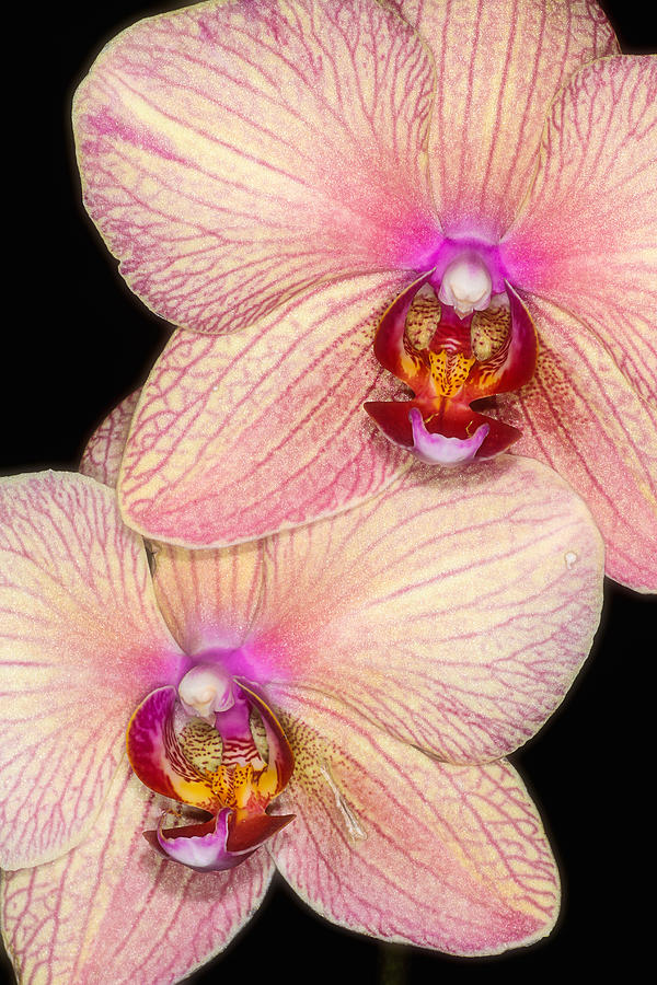 Double Orchid Photograph by Joe Myeress