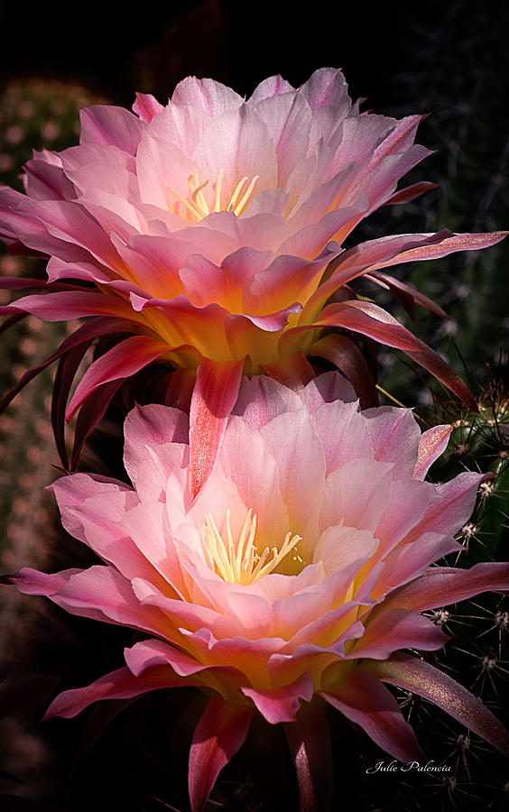 Double Pink Cactus Bloom Photograph by Julie Palencia
