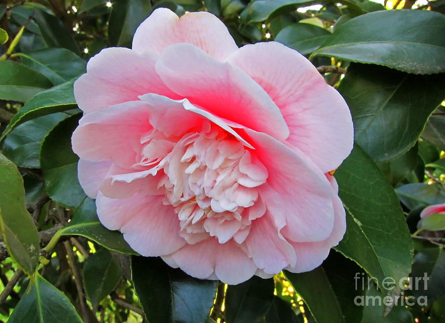 Double Pink Camilla Flower Photograph by Valerie Garner