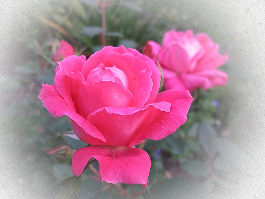Double Pink Double Roses Photograph by MTBobbins Photography