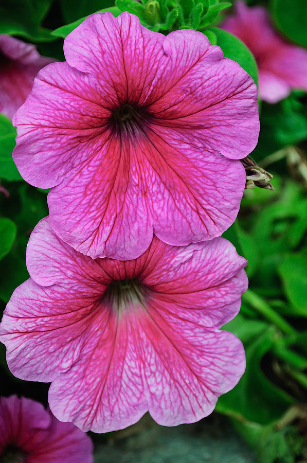 Double Pink Petunia Photograph by Tikvahs Hope