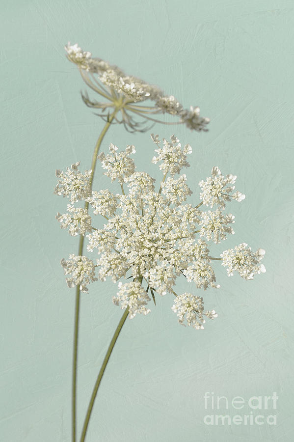 Double Queen Annes Lace Photograph by Lucid Mood