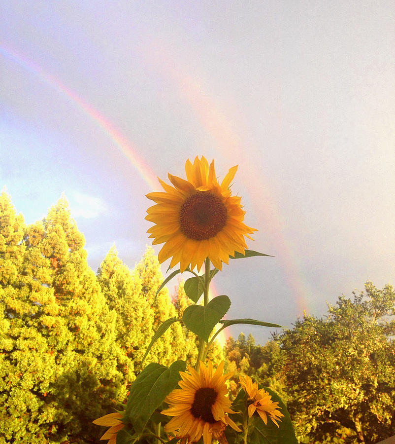 Sunflower Photograph - Double Rainbow landing on Sunflowers by Rebecca Ritter
