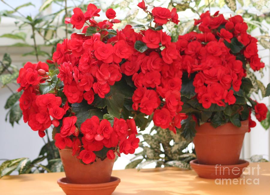 Double Red Begonias Photograph by Mary Lou Chmura