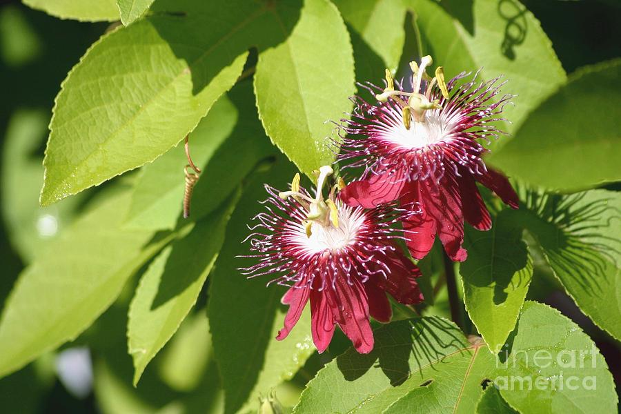 Passion Flower Photograph - Double Red Passion Flowers by Living Color Photography Lorraine Lynch
