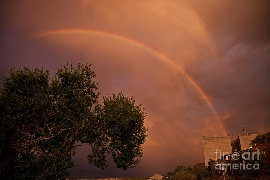 Double Red Rainbow with Tree in Jerome Photograph by Ron Chilston