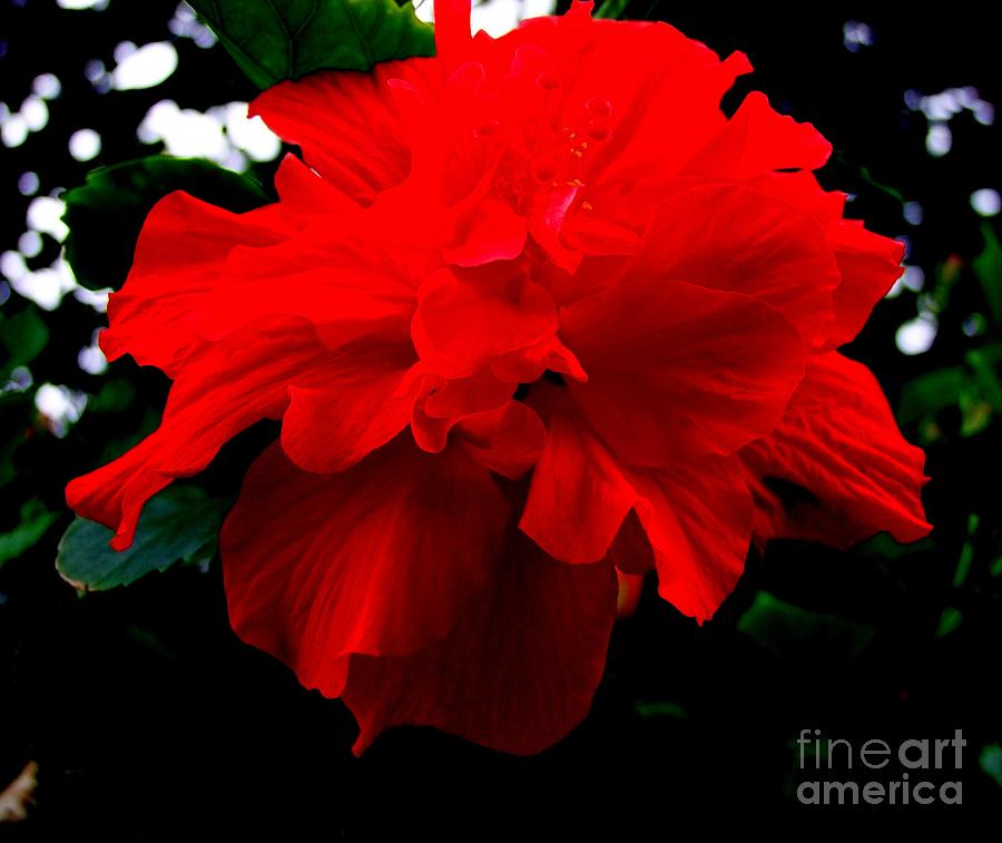 Flower Photograph - Double Ruffled Hibiscus by Mary Deal
