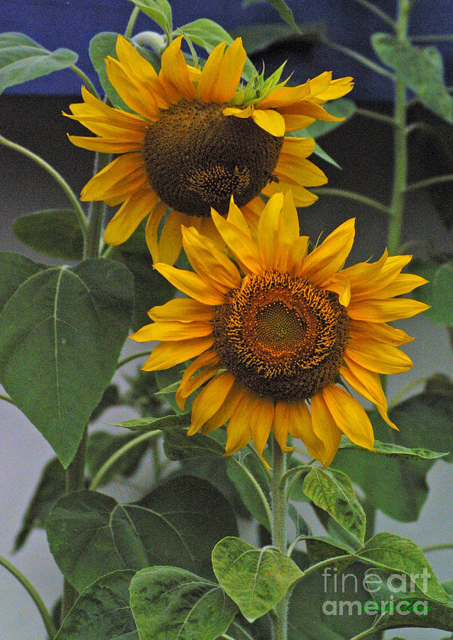 Double Sunflower Photograph by Dodie Ulery