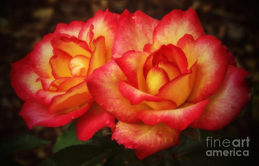 Flower Photograph - Double The Delight by Elizabeth Winter