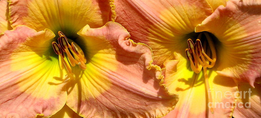 Flower Photograph - Double the pleasure Daylilies Closeup by Rose Santuci-Sofranko