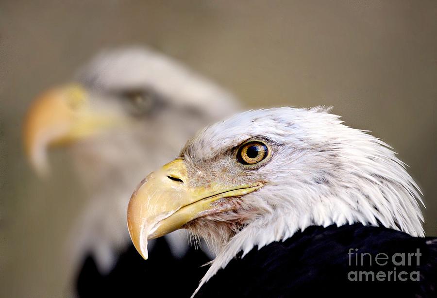 Eagle Photograph - Double the Pride Eagles by Ruth Jolly